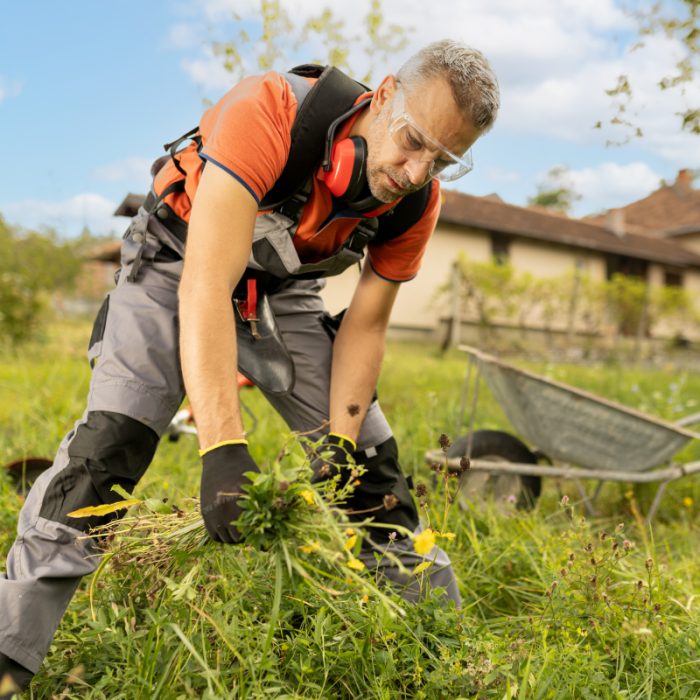 Uomo in età matura raccoglie erbacce nel giardino di casa durante un'avventura stagionale.